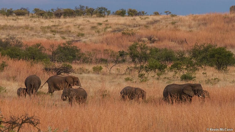 Somkhanda Game Reserve