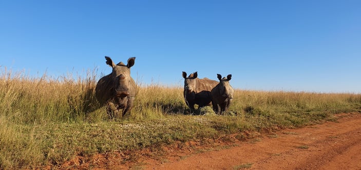 ERP Feeding Rhino Programme